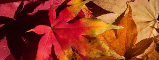 Autumn Fall in Love with Fall Blog post