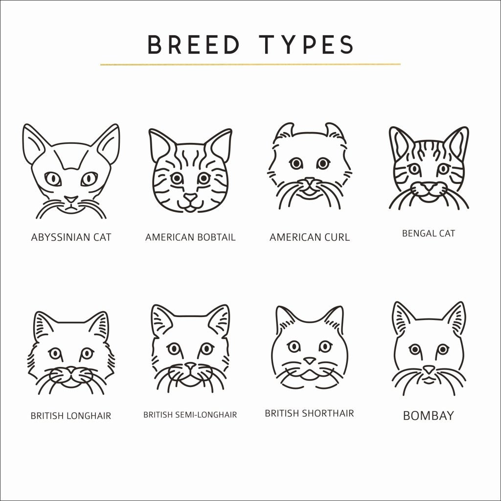 Cat Breed Types - Sunday's Daughter
