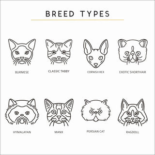 Cat Breed Types - Sunday's Daughter